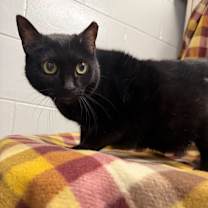 Thumbnail photo of Soot #2