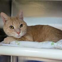 Thumbnail photo of Nate-Nate (TAS #3) #1