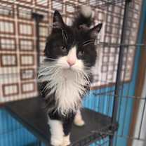 Thumbnail photo of Remi #2