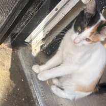 Thumbnail photo of Malibu #2