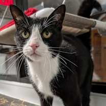 Thumbnail photo of Sylvester #1