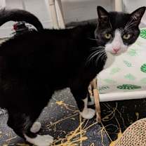 Thumbnail photo of Sylvester #3