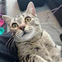 Thumbnail photo of Boni #2