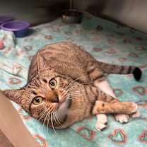 Thumbnail photo of Gingerbread #1