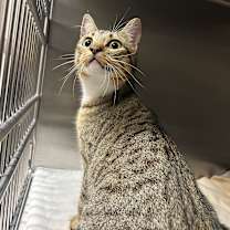 Thumbnail photo of Gingerbread #2