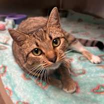 Thumbnail photo of Gingerbread #3