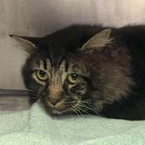 Thumbnail photo of Tristan #2