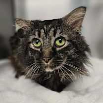 Thumbnail photo of Tristan #3