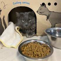 Thumbnail photo of Rufus Cat 2 #2