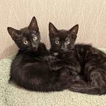 Thumbnail photo of Nala #4