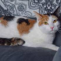 Thumbnail photo of Glitter #4