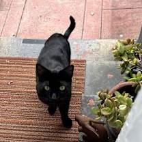 Thumbnail photo of Bolt #1