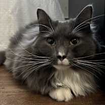 Thumbnail photo of Marley #2