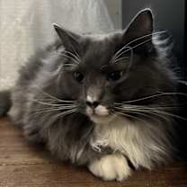 Thumbnail photo of Marley #3