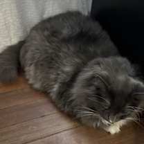 Thumbnail photo of Marley #4