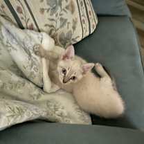 Thumbnail photo of Greyson #4