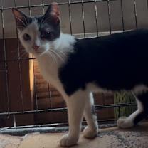 Thumbnail photo of Patches #1