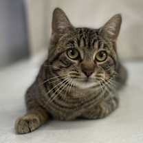 Thumbnail photo of Bree #1