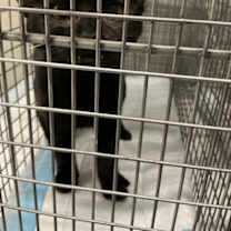 Thumbnail photo of Caspian #4