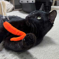 Thumbnail photo of Kit #2