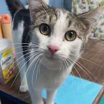 Thumbnail photo of Skye *adoption sponsored* #3