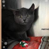 Thumbnail photo of Parthos #4