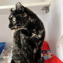 Thumbnail photo of Dixie #3