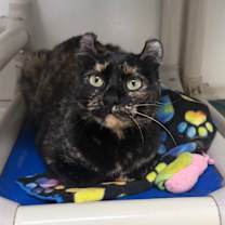 Thumbnail photo of Dixie #4