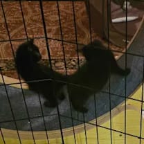 Thumbnail photo of Pozu #2