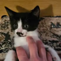 Thumbnail photo of Ponyo #4