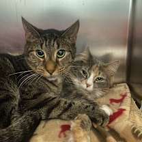 Thumbnail photo of Willow (Bonded to Tom) #1