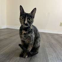 Thumbnail photo of Sophia- stray #4