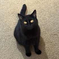 Thumbnail photo of Octavia #2