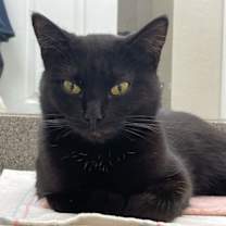 Thumbnail photo of Octavia #3