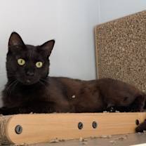 Thumbnail photo of Baron #3