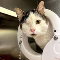 Thumbnail photo of Great Potoo #2