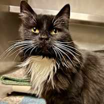 Thumbnail photo of Marigold #2