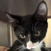 Thumbnail photo of Bistro #1