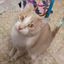 Thumbnail photo of Waffles #4