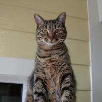 Thumbnail photo of Meila #1