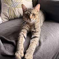 Thumbnail photo of Bowie #3