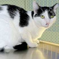 Thumbnail photo of Rhea #4