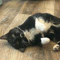 Thumbnail photo of Myrtle #2