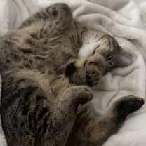 Thumbnail photo of Alakai #2