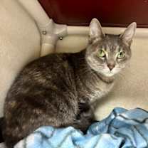 Thumbnail photo of Charli #1