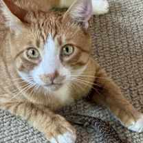 Thumbnail photo of Chikoh #3