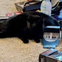 Thumbnail photo of Buddy Elf (w/ Jovie Elf) #2