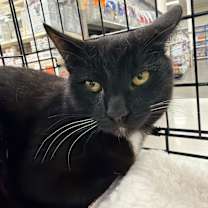 Thumbnail photo of Honey Bun #2