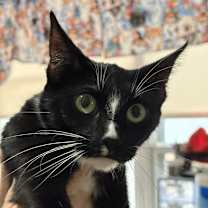 Thumbnail photo of Kiwi (mom) #1