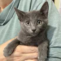 Thumbnail photo of Blue #1